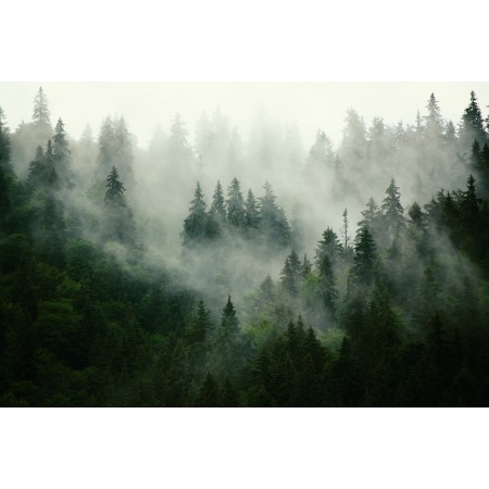 Self-Adhesive Wallpaper - Forest landscape